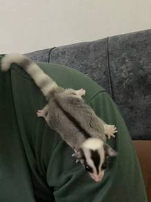sugar Glider