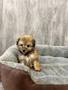 Poodle