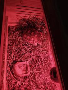 Sulcata Tortoise 