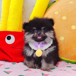 Pomeranian