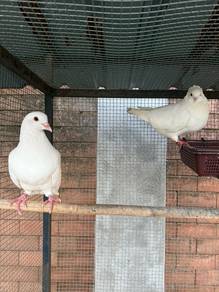 Merpati putih