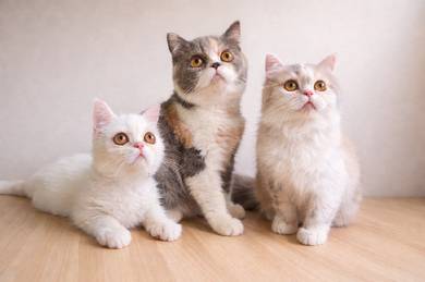 Persian Mix Kitten