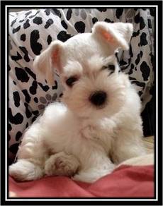 GRT-9055 #MKA Mini Schnauzer white haired