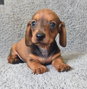 MINIATURE DACHSHUND PUPPIES R30 🐻 Boy~Girl