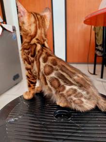 Bengal Kitten