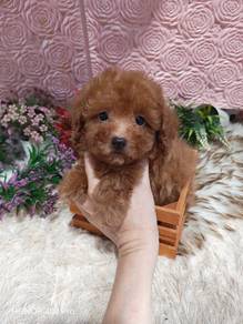 tiny poodle
