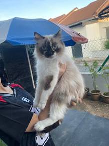 ragdoll mix