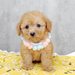 Poodle