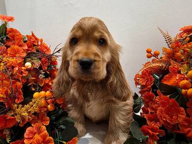 cocker spaniel t