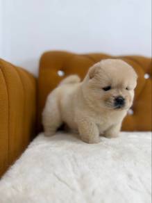 Chow Chow champion bloodline