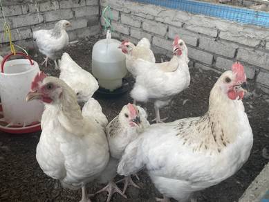 ayam lohman brown cross light sussex