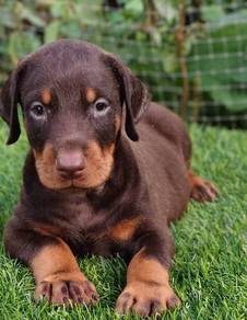 DOBERMAN PUPPIES 🐻 H164  Male~ Female Available