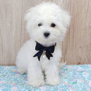 Bichon