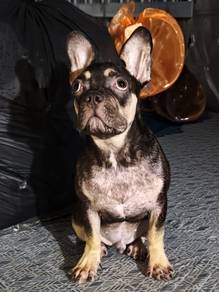 frenchbulldog