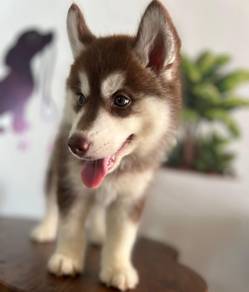 Beautiful Husky Puppies Available – JB & KL
