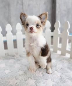 CHIHUAHUA PUPPIES 160 🌷Head Apple Cute Dog