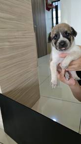 Puppies for adoption 