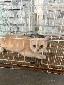 Kucing BSH 