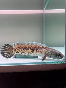 Channa Auranti 9-10inch