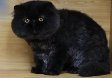 BLACK Persian (The dark king)