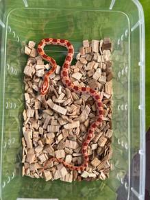corn snake ular jagung