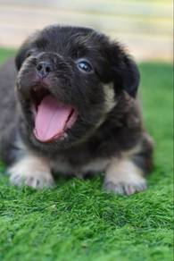 Rare Long-Haired French Bulldog Male
