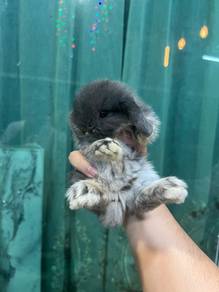 Holland lop