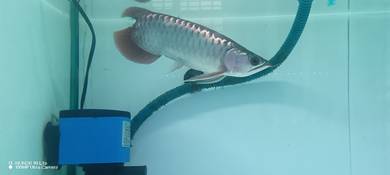 AROWANA SUPER RED LOCAL butterfly 