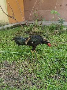 ayam peruxphilipine