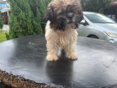 Shih Tzu shihtzu female puppy small size