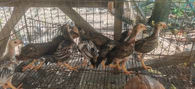 ank ayam kampung