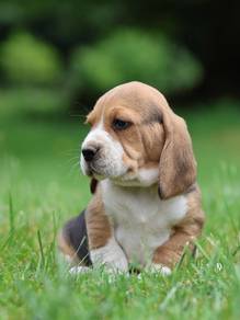beagle v