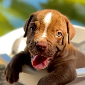 Purebred XXXL Pitbull Puppy