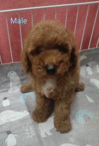 Toy poodle 