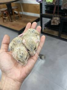 Fat tailed Gerbil