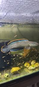 channa limbata