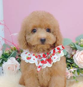 Poodle toy