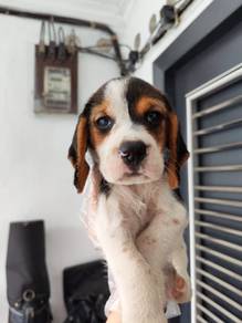 beagle