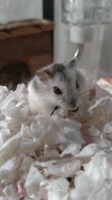 Hamster & Hamster Set