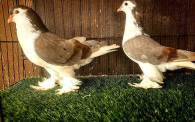 Burung Merpati Lahor Matang