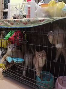 Kucing Parsi
