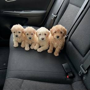 tOY pOODLE 2 MONTHS