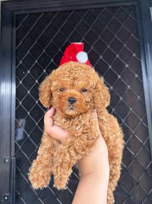 cavapoo puppy5