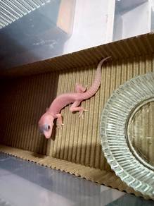 Leopard Gecko