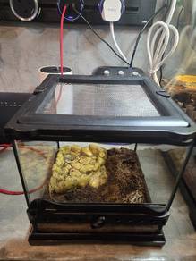 pacman frog with enclosure