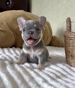 FRENCH BULLDOG PUPPIES 🌻S193 LiLac Boy~Girl