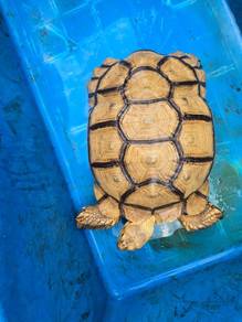 Sulcata Tortoise