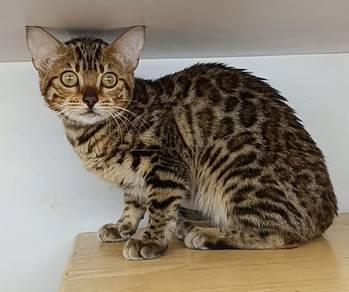 Bengal