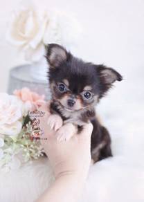 Cv900 Chihuahua adorable small size puppy