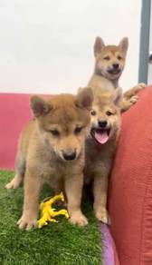 Shiba inu male mka and microchip